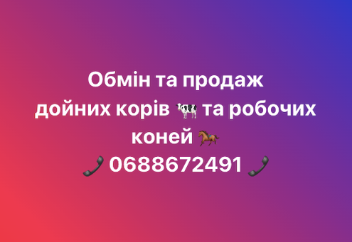 Обмін та продаж дойних корів, робочих коней Житомир - зображення 1