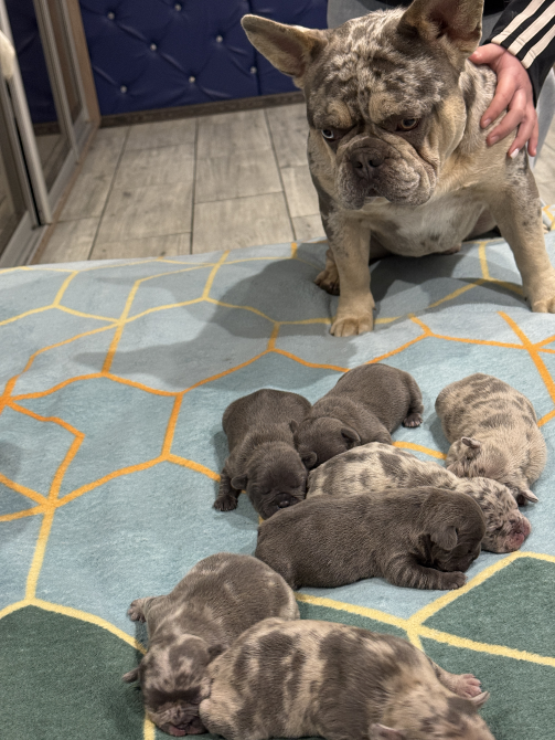 Французский бульдог Дніпро - зображення 3