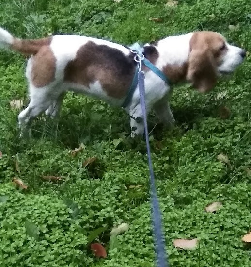 Терміново продам собаку породи Бігль (дівчинка) 4 роки. Кривой Рог - изображение 6