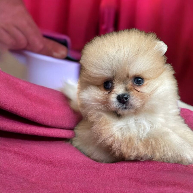 Померанский шпиц Харків - зображення 4