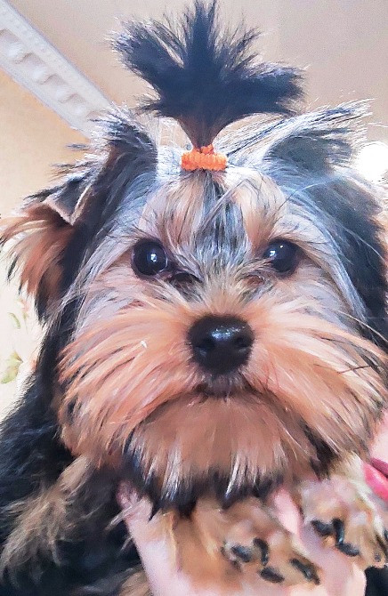 Продам цуценят йорків Павлоград - зображення 1