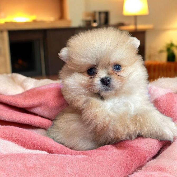 Померанский шпиц Харків - зображення 8