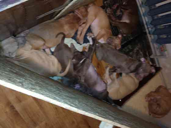 Щенки стафорд Запоріжжя