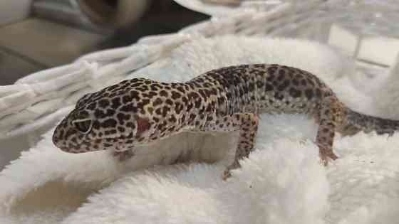 Гекони різних морф Київ