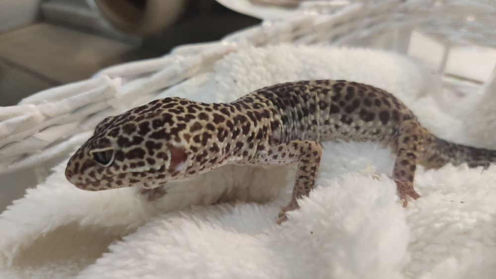 Гекони різних морф Київ - зображення 2