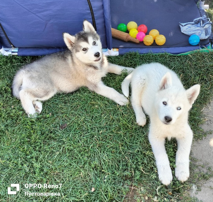 Продаються цуценята породи хаскі Белая Церковь - изображение 5
