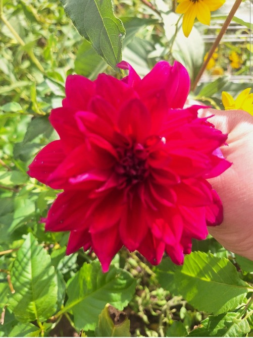 Продам квiти клубнi cортових георгин Чернігів - зображення 3