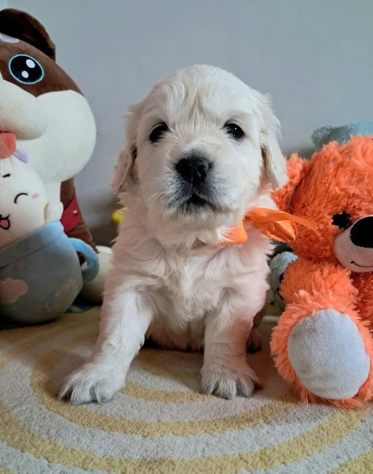 Золотистого ретривера щенки Львів - зображення 3