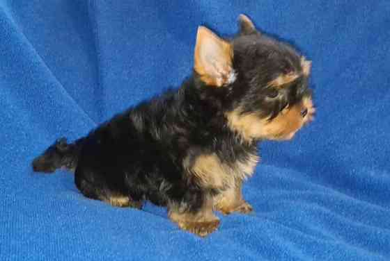 Міні йорік, тендітний хлопчик Одесса