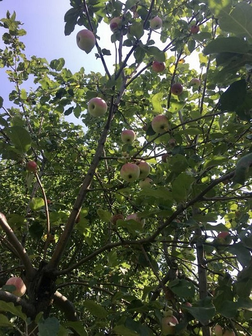 Продам будинок з великою ділянкою в с. Пилиповичі Бородянка - зображення 2