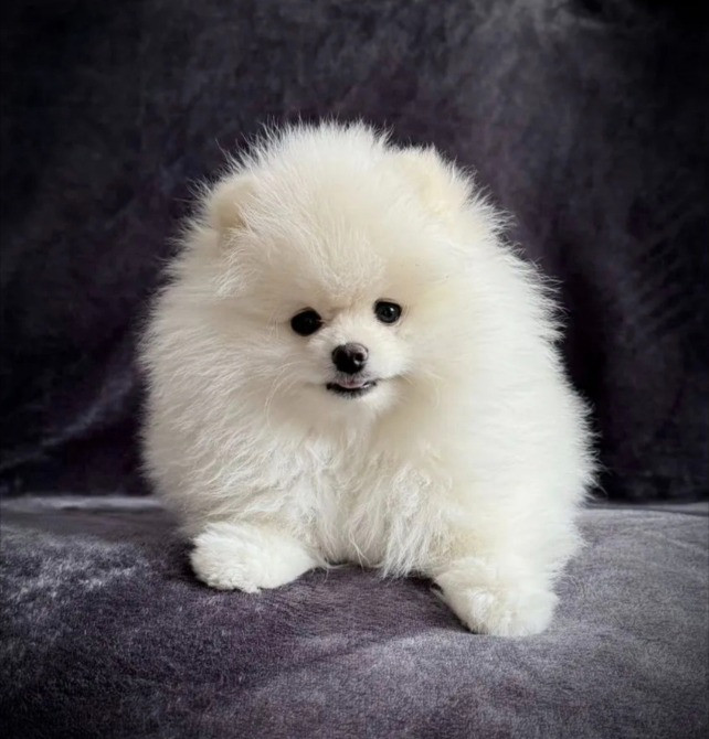 Шпіц міні щеня Вінниця - зображення 1