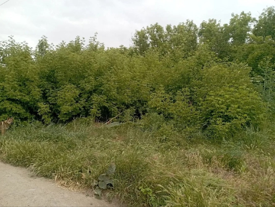 участок 18 соток или 3 по 6 Одесса - изображение 1