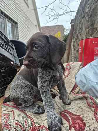 Продам цуценят Драатхар Запоріжжя