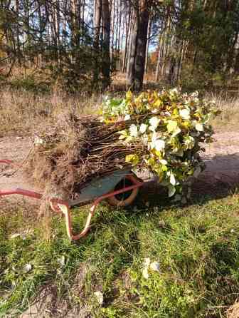 Саджанці малини ремонтантної Луцьк