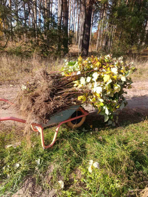 Саджанці малини ремонтантної Луцьк - зображення 2