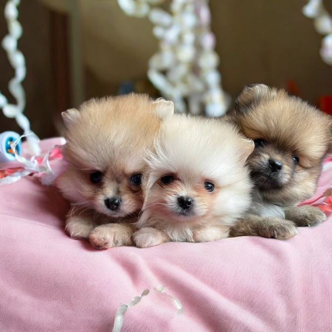 Померанский шпиц Харків - зображення 5