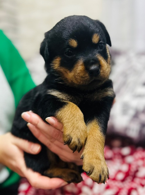 Продам ротвейлерів Київ - зображення 3