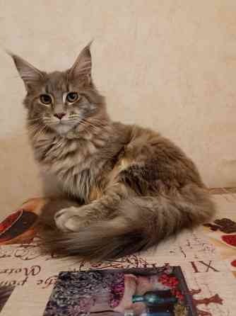 Мейн Кун девочка Дніпро