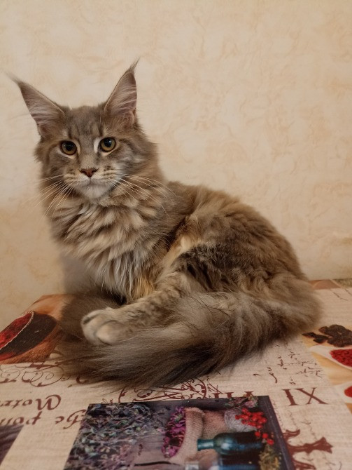 Мейн Кун девочка Дніпро - зображення 1