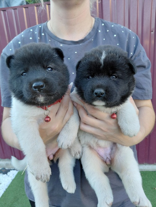 Продам цуценят американської акіти Кропивницький - зображення 2