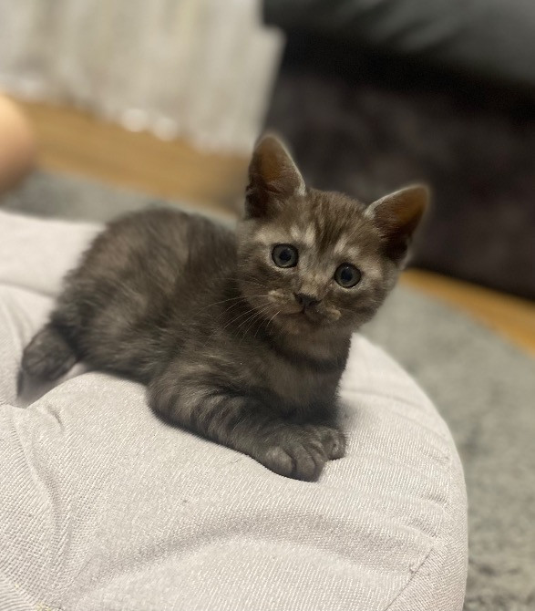 Віддам в турботливі та люблячі руки милих котиків Черкаси - зображення 2