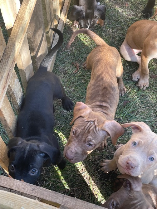 Продаю цуценят пітбуля(вже вакциновані та чіповані) Борисполь - изображение 4