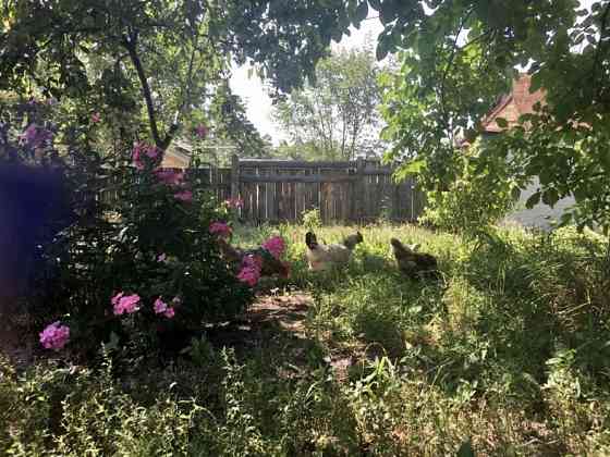 Продам будинок з великою ділянкою в с. Пилиповичі Бородянка