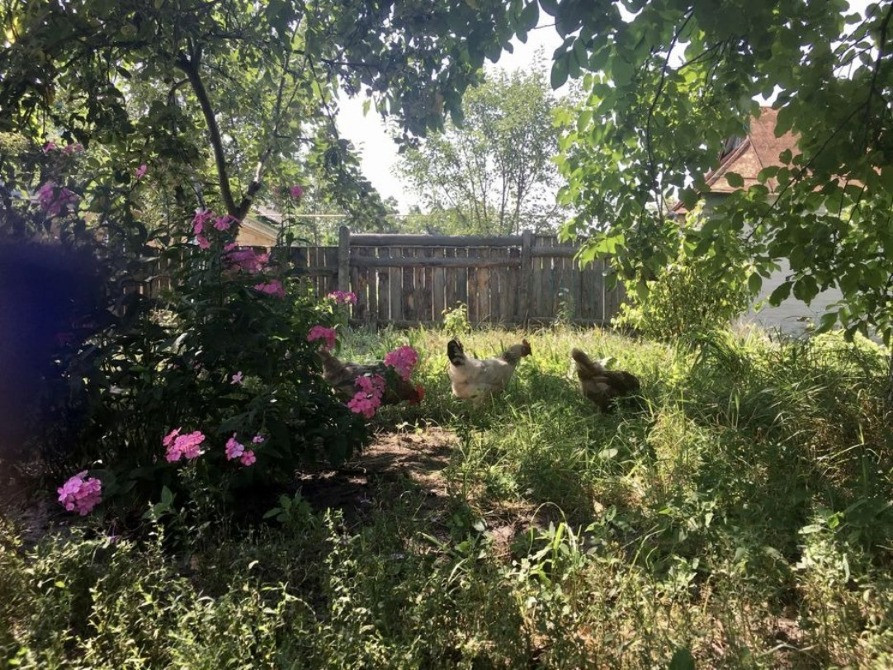 Продам будинок з великою ділянкою в с. Пилиповичі Бородянка - зображення 4