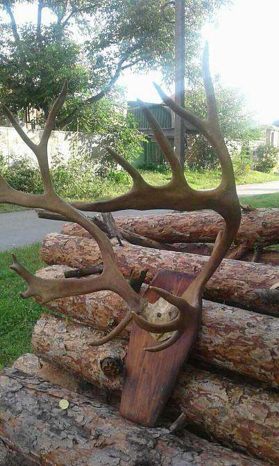 Продам рога Северного оленя Вишгород - зображення 2