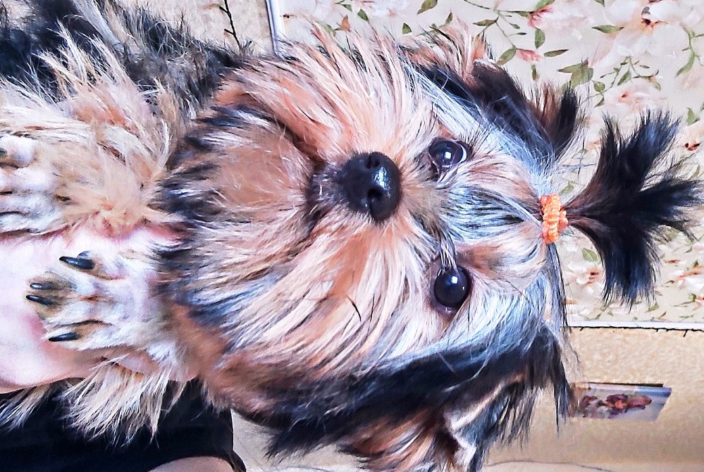 Продам цуценят йорків Павлоград - зображення 8