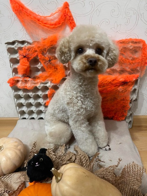 Вязка Той пудель кобель опытный toy poodle В'язка пудель Київ Позняки Киев - изображение 1