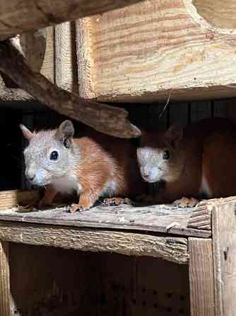 Білочки руді. Соціально адаптовані Киев