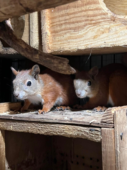 Білочки руді. Соціально адаптовані Киев - изображение 4