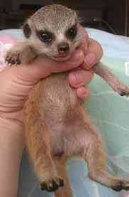 Ручний сурікат Київ