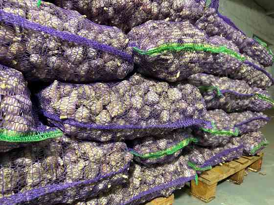 Продам часник Житомир