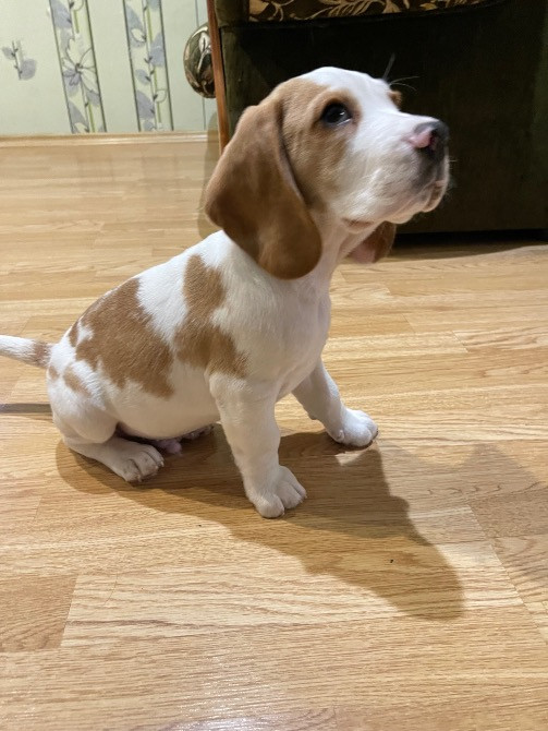 Продається песик Бігль Киев - изображение 3