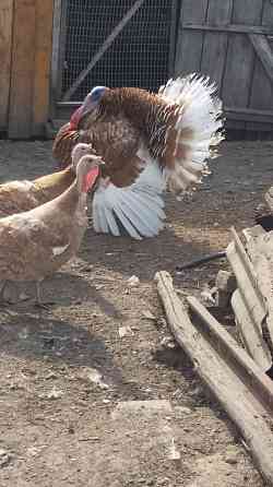 Продам індика породи бурбон Нововолинськ