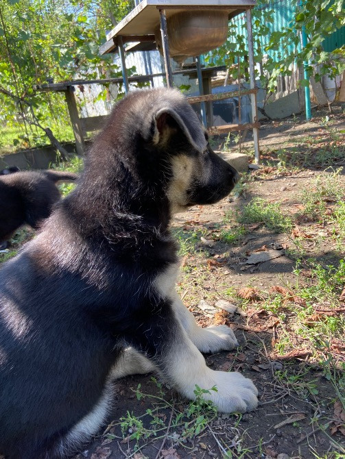 Продам щенков ВЕО Восточно европейской овчарки Одеса - зображення 8