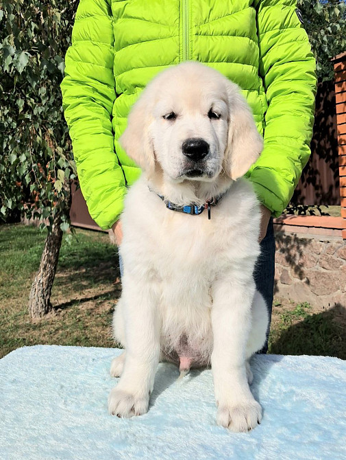 Щенята голден ретрівера Львів - зображення 7