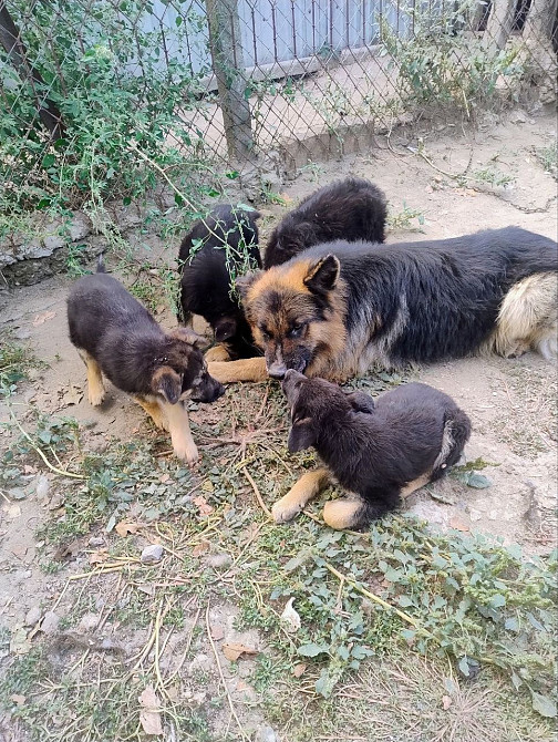 Немецкая овчарка Одесса - изображение 1