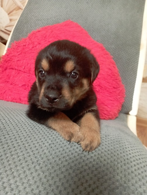 цуценята ротвейлера Київ - зображення 2