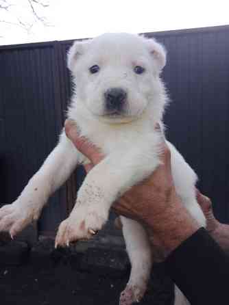 Продам цуценята. Алабай Кропивницкий