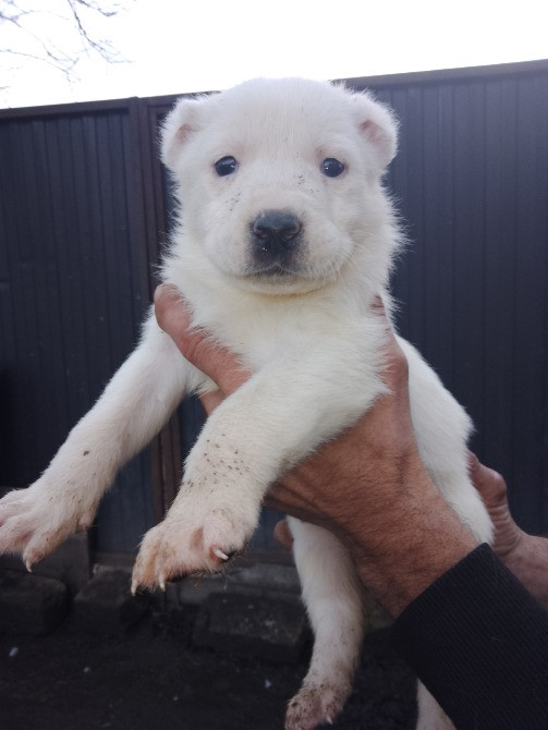 Продам цуценята. Алабай Кропивницький - зображення 3