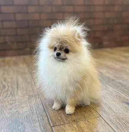 Щеня померанського шпіца Чернігів