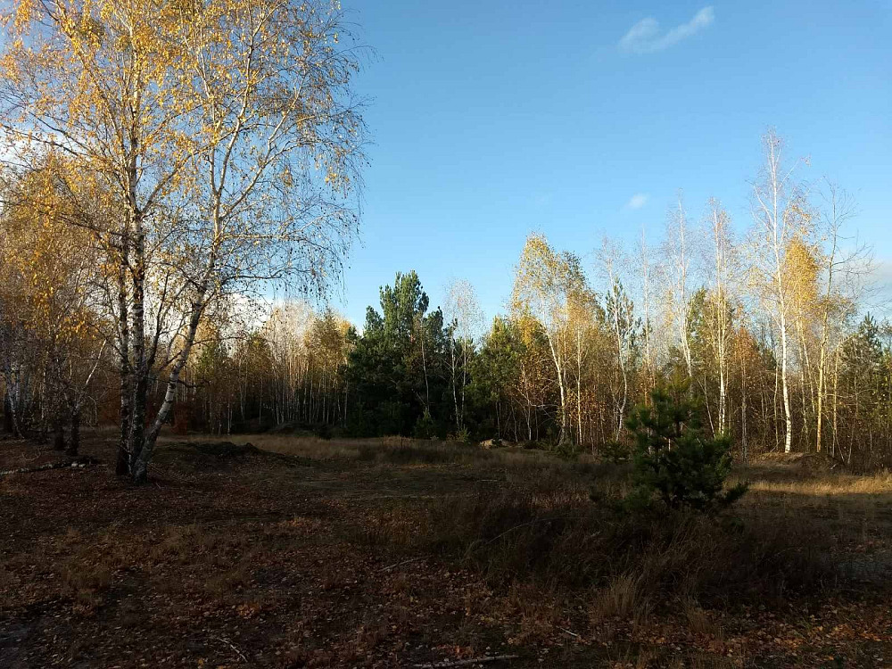 Земельный участок под садоводчество и постройку дома 12 соток в с. Дружня, Бородянского района Бородянка - зображення 5
