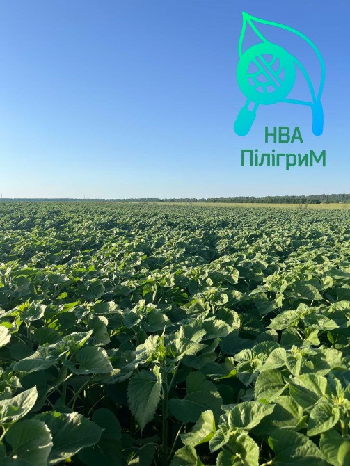 семена подсолнечника "Флокс" 50 гр гранстара. 7+ Заразиха+ видео обзоры клиентов Днепр - изображение 5