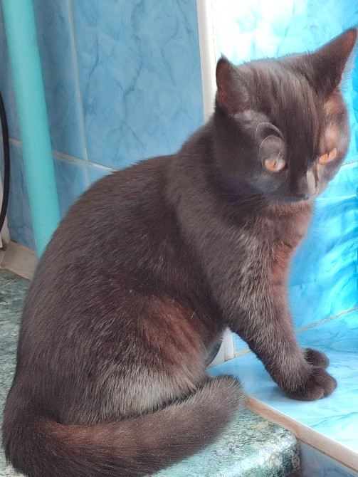 Шукаємо домівку для лагідної Цирі Харьков - изображение 4