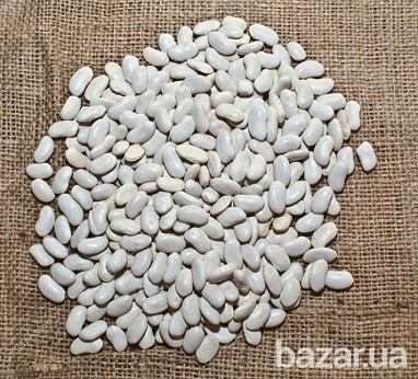 Закупівля квасолі. Пункт прийому квасолі. Чернигов - изображение 1