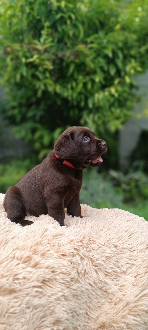 Шоколадні лабрадори Фастів - зображення 6