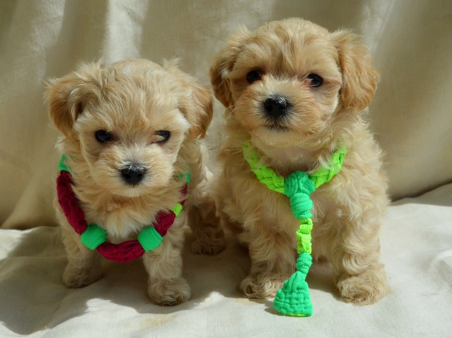 #МальтіпуF1#MaltipooF1#цуценята1,5міс#puppies 1.5 months Ukraine, Kyiv. Worldwide delivery. Достав Київ - зображення 6